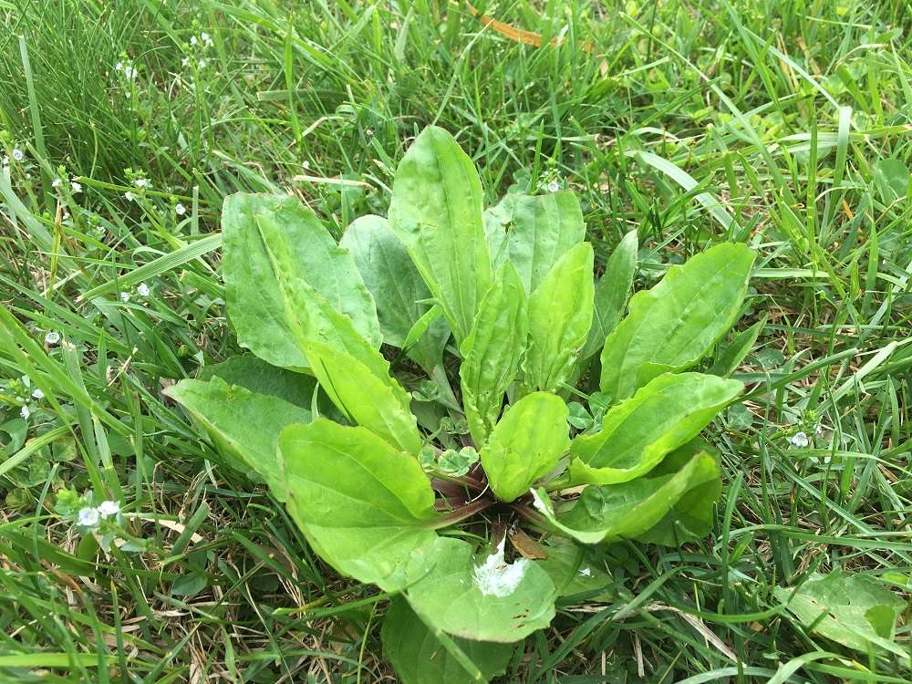 9 Common Lawn Weeds In Northern Virginia Identification Tips And How To Get Rid Of Them 2758